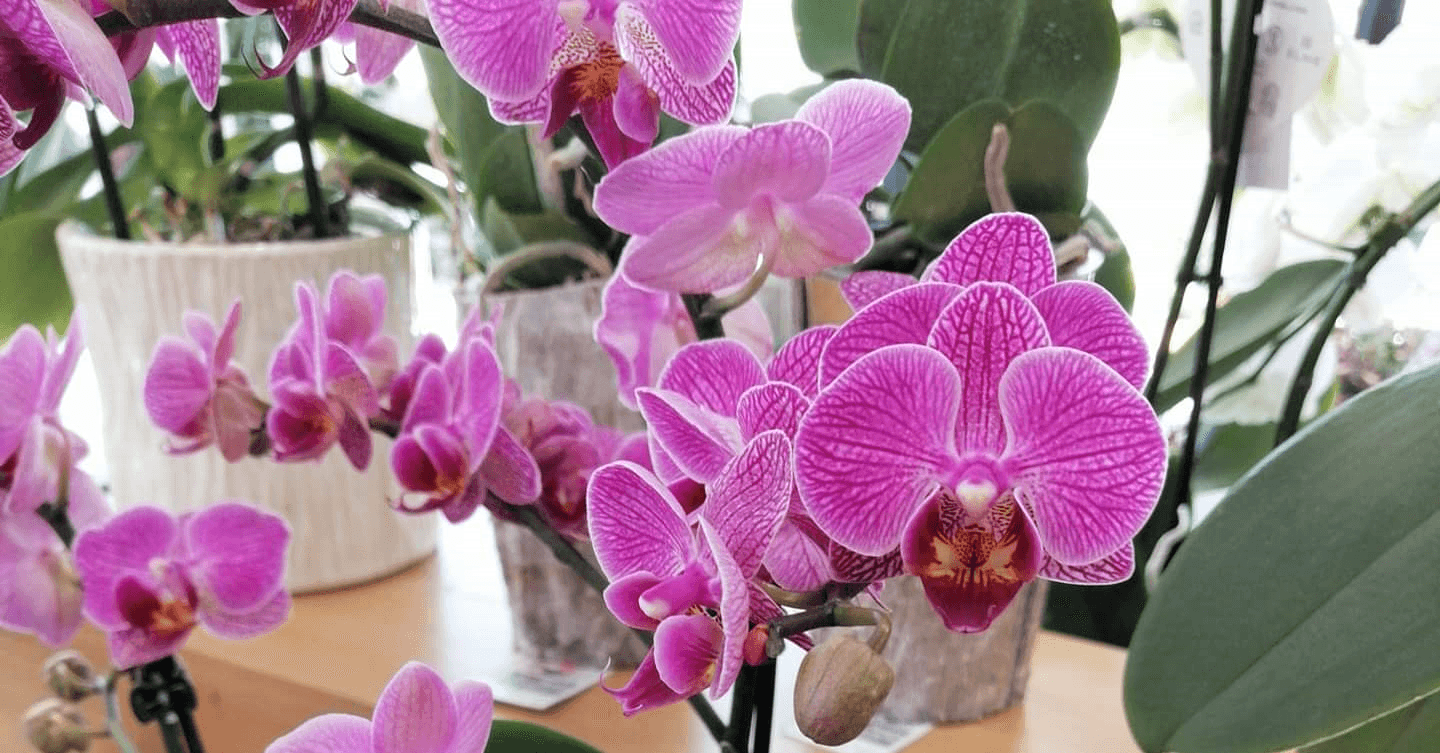 CÔTÉ FLEURS — fleuriste à L'Aiguillon-sur-Vie